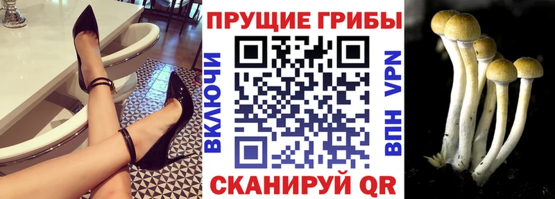 Галлюциногенные грибы Cubensis  Карачаевск 